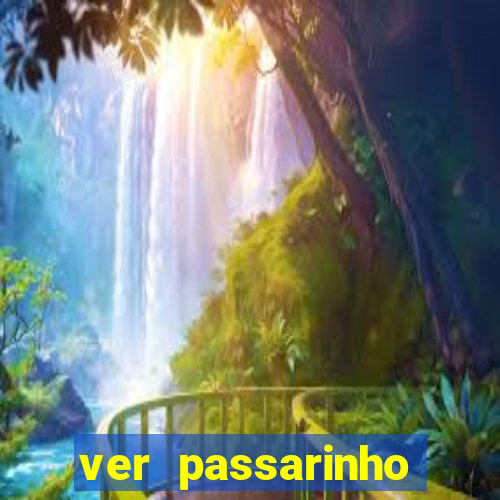 ver passarinho morto significado